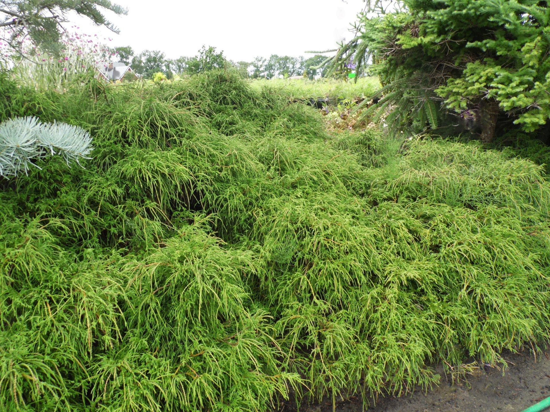 Chamaecyparis pisifera 'Filifera Nana'